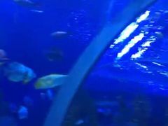 -芜湖新华联大白鲸海洋公园