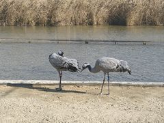 -盐城丹顶鹤湿地生态旅游区