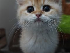 -帕帕拉兹宠物(亚洲旗舰店)