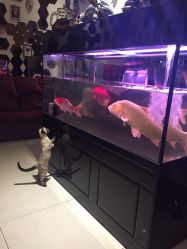 -周忆刺青原创设计定制