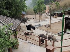 -栾川竹海野生动物园