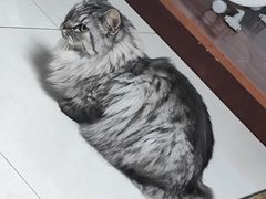 -全心全意连锁动物医院·微创中心·内科急重症·心脏专科(丰管路店)