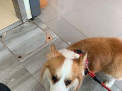 -爱侣宠医·鹦鹉专科·小型哺乳类·异宠专科(灵石路店)