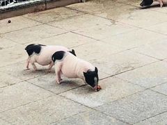 -西霞口神雕山野生动物世界