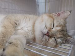 -柴迷FANS CLUB·柴犬狗咖·猫咖