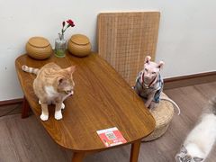-有猫主题·治愈系猫咖(曾厝垵店)