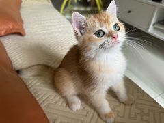 -中农国际动物医院24小时·猫科·骨科·急重症中心