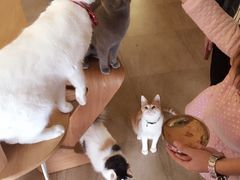 猫咖时代-猫咖时代(中山亭店)