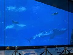 -珠海长隆海洋王国