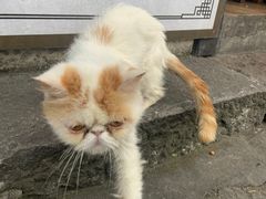 -鸣鹤古镇