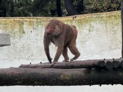 -西霞口神雕山野生动物世界