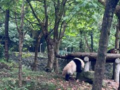 -都江堰中华大熊猫苑
