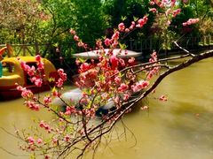 -南汇桃花村