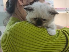 -lincat·猫舍(广州店)
