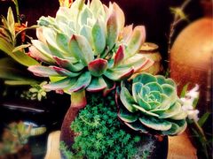 iphone_upload_pic-双季花艺园艺市场(浦东店)