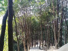 -火炉山森林公园