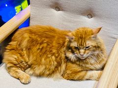 -藏猫猫咖啡主题馆(中央大道店)