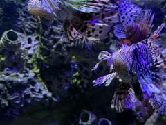 -太平洋海底世界