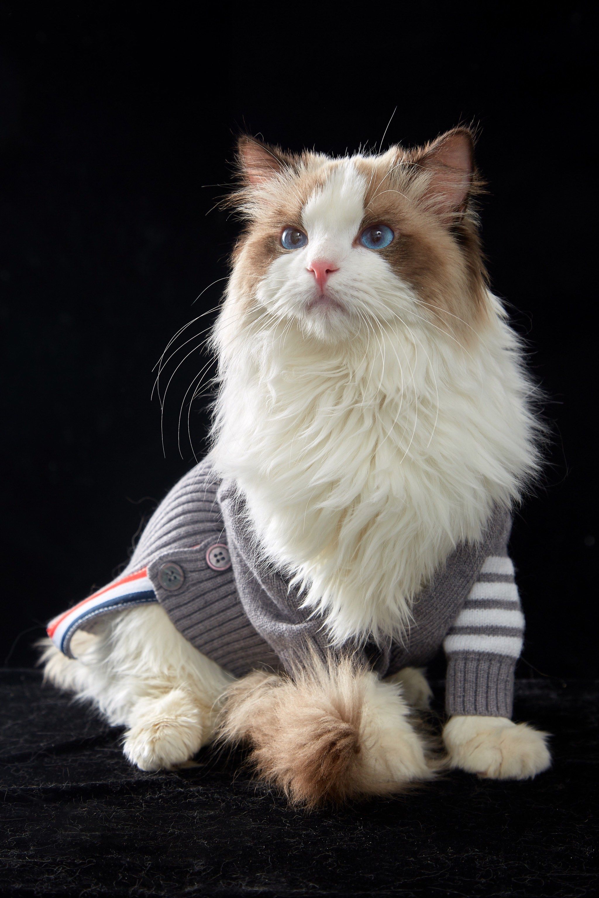 用纯色肖像拍布偶,效果就是一个绝绝子