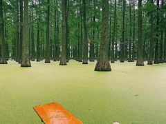-渌洋湖湿地公园