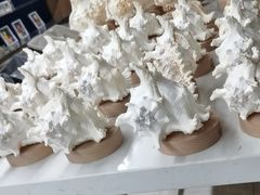 -青岛贝壳博物馆