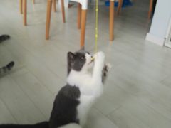 -喵的天空名猫咖啡馆·撸猫·猫舍·用品