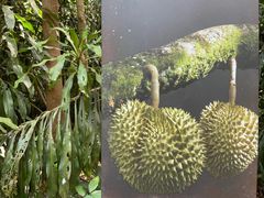 -武吉知马自然保护区