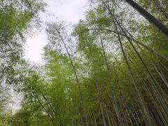 -龙坞茶村