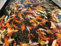 -龙悦湾酒家·八阵鱼生·渔人码头店