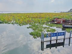 -莲花岛景区