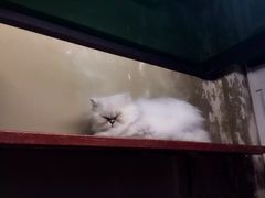 -猫咪博物馆(顶澳仔猫街店)