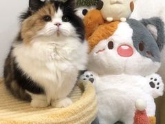 -南京宠物基地·宠物狗宠物猫售卖(南京店)