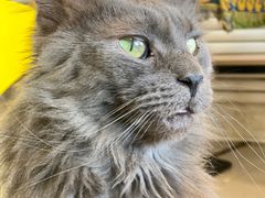 -平行世界·猫咖(首经贸店)