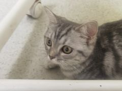-宠颐生宠物医院·心肾内科·猫专科诊疗中心宠巢店