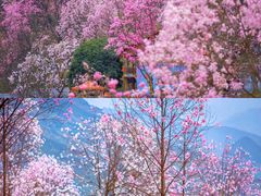 -九皇山景区