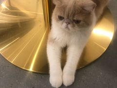 -飞行喵MR PILOT|猫舍·猫咖(静安大融城店)