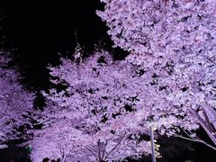 -西北湖绿化广场