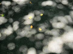 -白鹭湾湿地公园