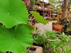 -青城甲(青城山店)