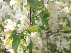 -海棠花溪(元大都城垣遗址公园)