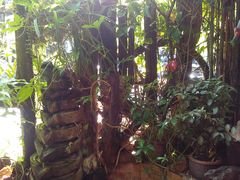 IMG_20141112_141227-自然餐厅(Phuket)