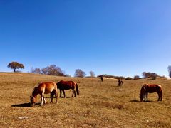 -塞罕坝国家级自然保护区