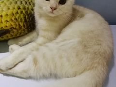 -喵的天空名猫咖啡馆·撸猫·猫舍·用品