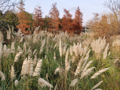 -贡湖湾湿地公园