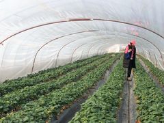 -喜杨洋草莓采摘园