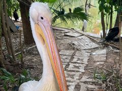 -深圳野生动物园