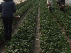 -青浦采草莓天天草莓园