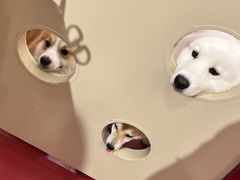 -和它·交个朋友·狗咖猫咖(爱琴海店)
