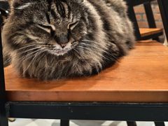 -豆逗聊愈猫阁Easy Life