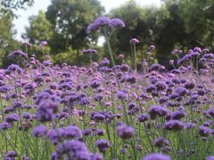 -艾溪湖湿地公园